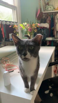 Rescue American Shorthair Cats for Adoption - Rhonda | PetCurious