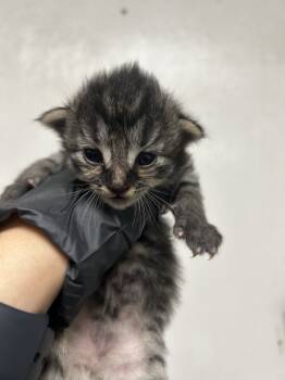Rescue Domestic Short Hair Cats for Adoption in San Bernardino, California - TIGER | PetCurious