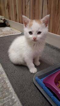 Rescue Domestic Short Hair Cats for Adoption in Kenosha, Wisconsin - Posie | PetCurious