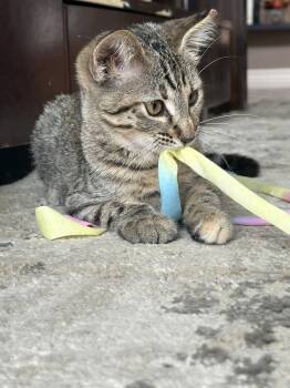 Jackie -  Domestic Short Hair Cat for Adoption in Houston, Texas - Jackie | PetCurious