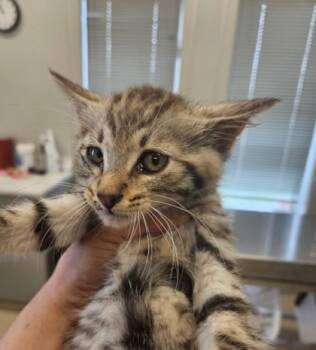 Squirrel -  Domestic Short Hair Cat for Adoption in Lafayette, Indiana - Squirrel | PetCurious