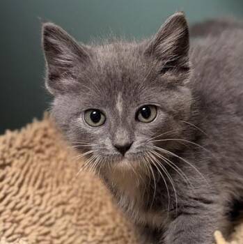 Arsenic better known as "Nicci" -  Domestic Short Hair Cat for Adoption in Shippenville, Pennsylvania - Arsenic Better Known As "Nicci" | PetCurious