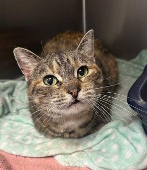 Avery ( Bounded with Mouse) -  Domestic Short Hair Cat Available for Adoption in Pottsboro, Texas - Avery ( Bounded With Mouse) | PetCurious