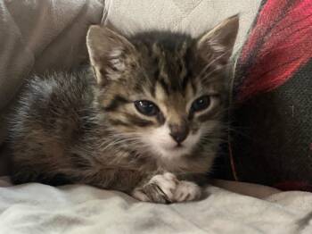 Rescue Domestic Short Hair Cats for Adoption in Thayne, Wyoming - Sully | PetCurious