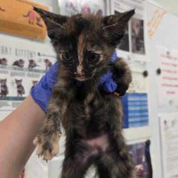 Gilligan -  Domestic Short Hair Cat for Adoption in Chattanooga, Tennessee - Gilligan | PetCurious