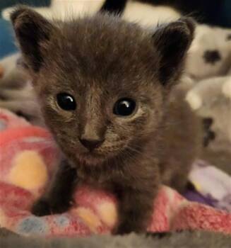Domestic Short Hair Cats Available for Adoption in Fort Lauderdale, Florida - NATHANIEL | PetCurious