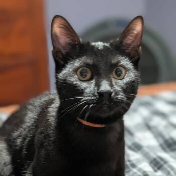 Pumpkin -  Domestic Short Hair Cat for Adoption in Medina, Ohio - Pumpkin | PetCurious