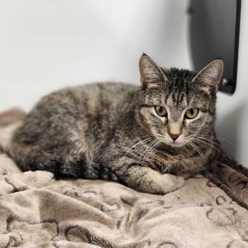 Rescue Domestic Short Hair Cats for Adoption in Davenport, Iowa - Kyanite | PetCurious