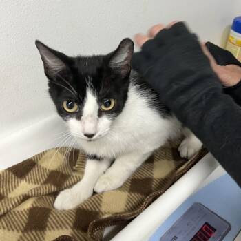 Rescue Domestic Short Hair Cats for Adoption in St. Louis, Missouri - Disco Echo | PetCurious