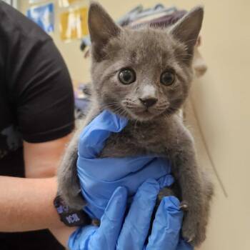 Frank -  American Shorthair Cat for Adoption - Frank | PetCurious