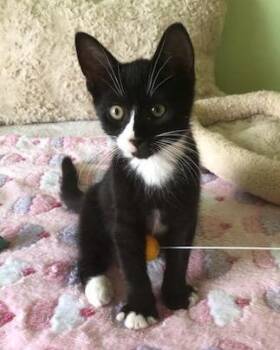 Rescue American Shorthair Cats for Adoption in Warwick, New York - Max | PetCurious