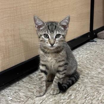Domestic Short Hair Cats Available for Adoption - TWIGLET | PetCurious
