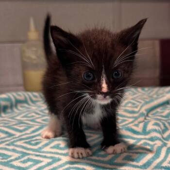 Jingles* -  Domestic Short Hair Cat for Adoption in San Gabriel, California - Jingles* | PetCurious