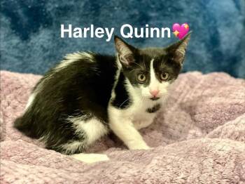 Harley Quinn -  Domestic Short Hair Cat for Adoption in Lunenburg, Massachusetts - Harley Quinn | PetCurious