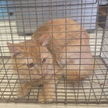 Marlowe -  Domestic Long Hair Cat for Adoption in Lufkin, Texas - Marlowe | PetCurious