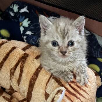 Rescue Siamese and Domestic Short Hair Cats for Adoption in Port Richey, Florida - Amilyn | PetCurious