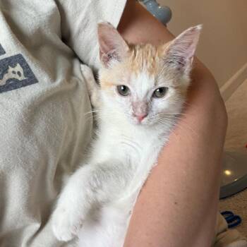 Jay -  Domestic Short Hair Cat for Adoption in Waxhaw, North Carolina - Jay | PetCurious