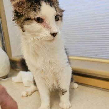 Scar -  Domestic Long Hair Cat for Adoption in Ringtown, Pennsylvania - Scar | PetCurious