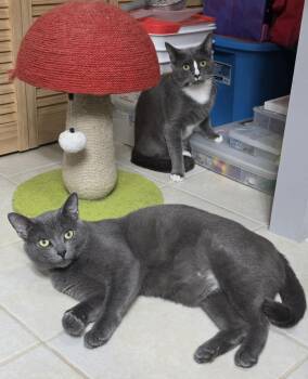 Greyson & Rory -  Domestic Short Hair Cat for Adoption in Lincoln, Nebraska - Greyson & Rory | PetCurious