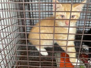 A657101 -  Domestic Short Hair Cat for Adoption in Houston, Texas - A657101 | PetCurious