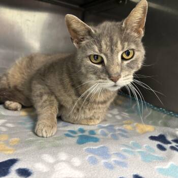 Domestic Short Hair Cats Available for Adoption in Frankfort, Indiana - Atlas | PetCurious