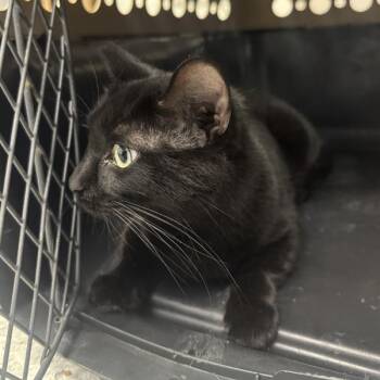 Dahlia -  Domestic Short Hair Cat for Adoption in Des Moines, Iowa - Dahlia | PetCurious