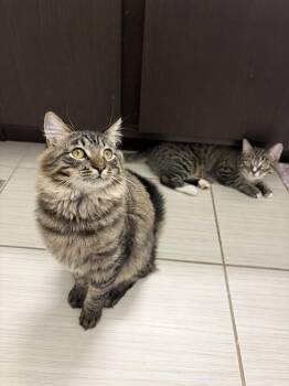 Domestic Short Hair Cats Available for Adoption in Denver, Colorado - Sofia And Tino | PetCurious