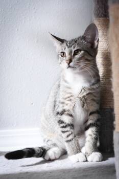 Mouse -  American Shorthair Cat for Adoption in Port Washington, Wisconsin - Mouse | PetCurious