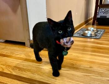 Mochi -  Domestic Short Hair Cat for Adoption in Minneapolis, Minnesota - Mochi | PetCurious