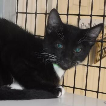 Jaxon - Lots of Fun -  Tuxedo Cat for Adoption in Hoquiam, Washington - Jaxon - Lots Of Fun | PetCurious