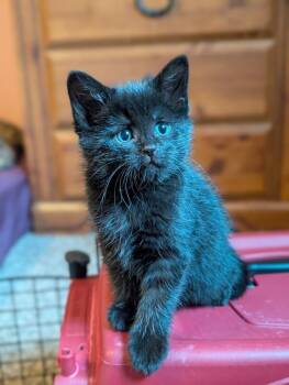 Domestic Short Hair Cats Available for Adoption in Fort Collins, Colorado - Onyx Dream | PetCurious