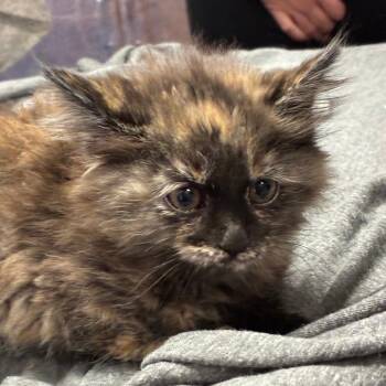 Domestic Medium Hair Cats Available for Adoption in South Elgin, Illinois - Blossom | PetCurious