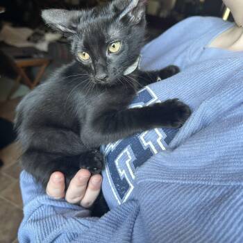 Domestic Short Hair Cats Available for Adoption in Conroe, Texas - Coraline (The Night Sky Litter) | PetCurious