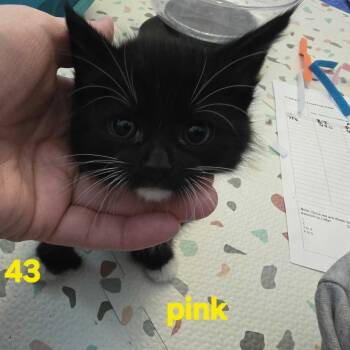 Mary -  Domestic Short Hair Cat for Adoption in Los Angeles, California - Mary | PetCurious