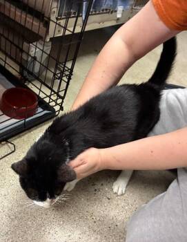 Porter -  Domestic Short Hair Cat for Adoption in Cincinnati, Ohio - Porter | PetCurious