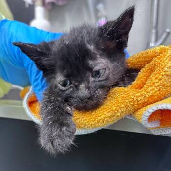 Alfalfa -  Domestic Short Hair Cat for Adoption in Springtown, Texas - Alfalfa | PetCurious