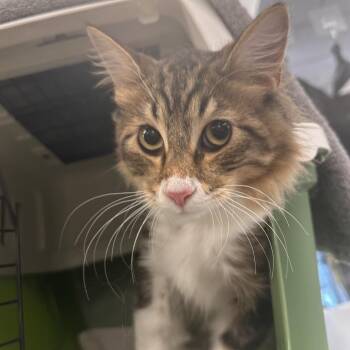 Biskit -  Domestic Long Hair Cat for Adoption in Sarasota, Florida - Biskit | PetCurious