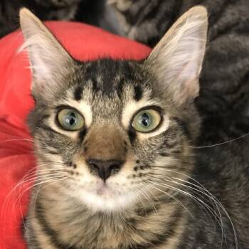 Randy -  Domestic Short Hair Cat for Adoption in West Palm Beach, Florida - Randy | PetCurious