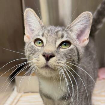 Homer -  Domestic Short Hair Cat for Adoption in Harrisonburg, Virginia - Homer | PetCurious