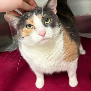 Iris (mita) -  Domestic Short Hair Cat for Adoption in Ardmore, Oklahoma - Iris (mita) | PetCurious