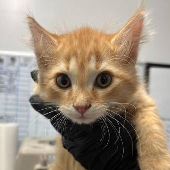 Tot -  Domestic Medium Hair Cat for Adoption in Taos, New Mexico - Tot | PetCurious