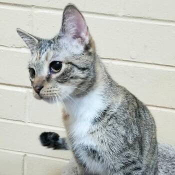 Parole -  Domestic Short Hair Cat for Adoption in Palm Harbor, Florida - Parole | PetCurious