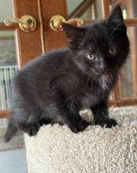 Thumbelina -  Domestic Short Hair Cat for Adoption in Williamsville, New York - Thumbelina | PetCurious