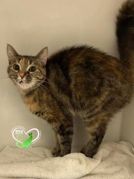 Mélina -  Domestic Short Hair Cat for Adoption in Delson, Quebec - Mélina | PetCurious