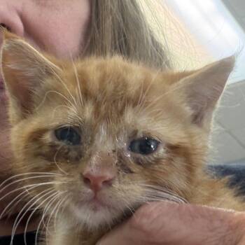 Fireball -  Domestic Short Hair Cat Available for Adoption in Greensboro, Georgia - Fireball | PetCurious