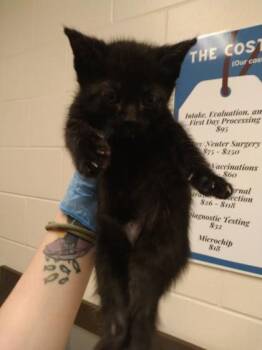 Primrose -  Domestic Short Hair Cat for Adoption in Palm Coast, Florida - Primrose | PetCurious