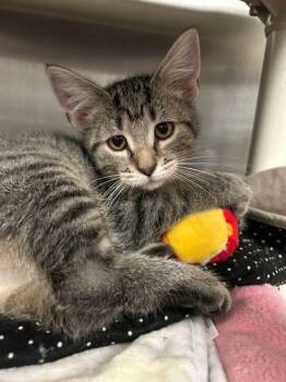 Daisey -  Domestic Short Hair Cat for Adoption in Munster, Indiana - Daisey | PetCurious