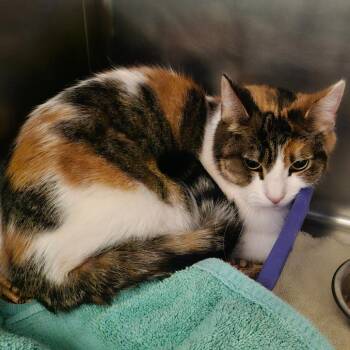 Domestic Short Hair Cats Available for Adoption - Ginger | PetCurious