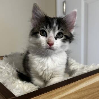 Sissy -  Domestic Medium Hair Cat for Adoption in Fairfax Station, Virginia - Sissy | PetCurious