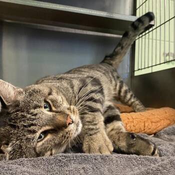 Raffi -  Domestic Short Hair Cat for Adoption in Dayton, Ohio - Raffi | PetCurious